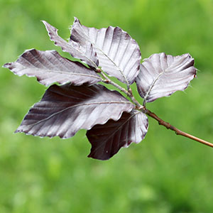 hetre-pourpre-2