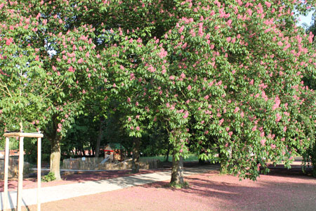 marronnier-fleurs-rouges-1