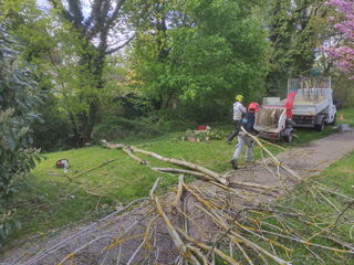 abattage frene ruisseau