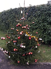 sapin avigy